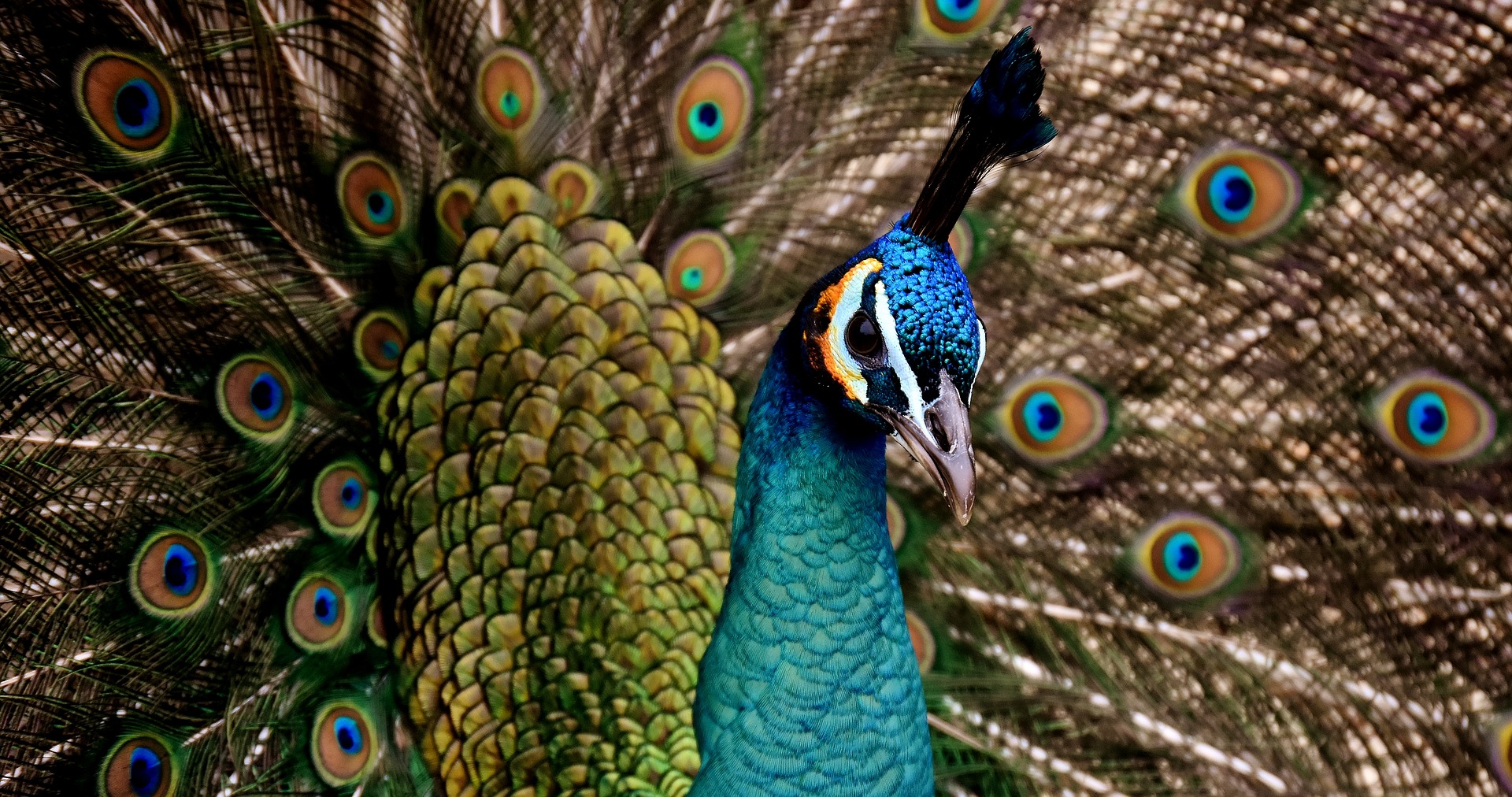 peacock-3080897_1920
