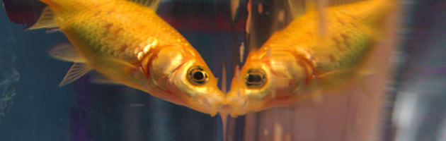 goldfish reflection