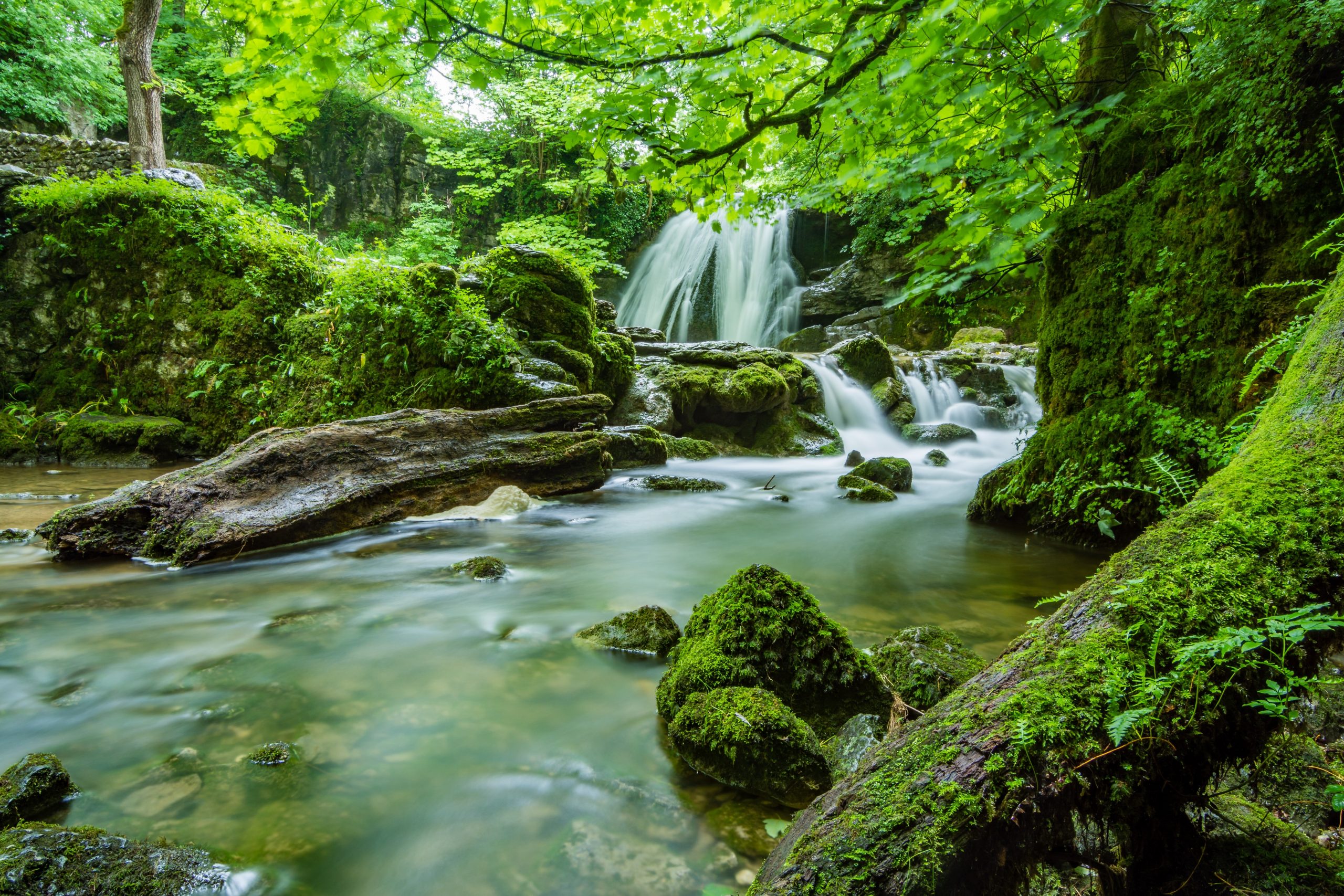 cascade-creek-environment-fern-460621