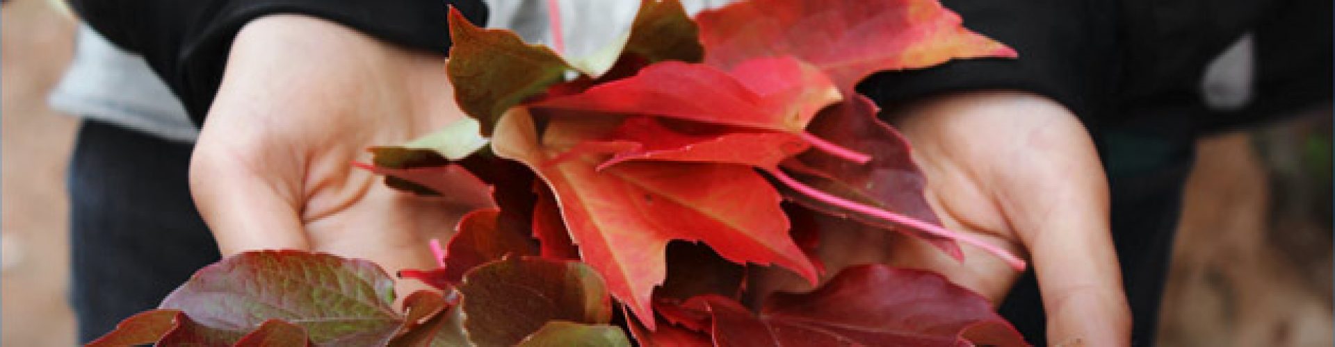 Hands holding autumnal colored leaves