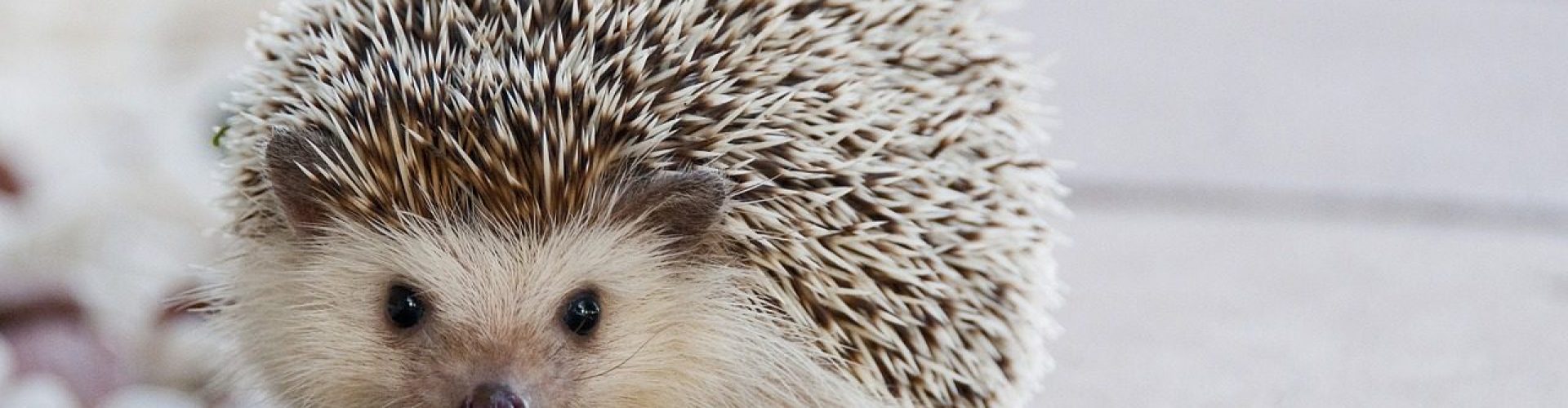 Hedgehog