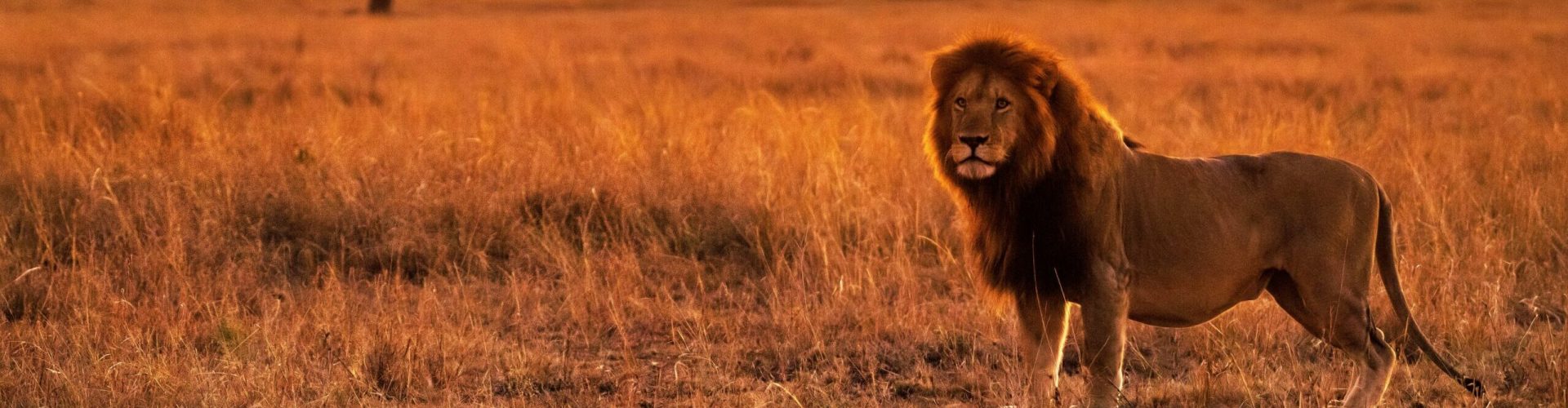 keyur-nandaniya-vu0gvM5he8o-unsplash