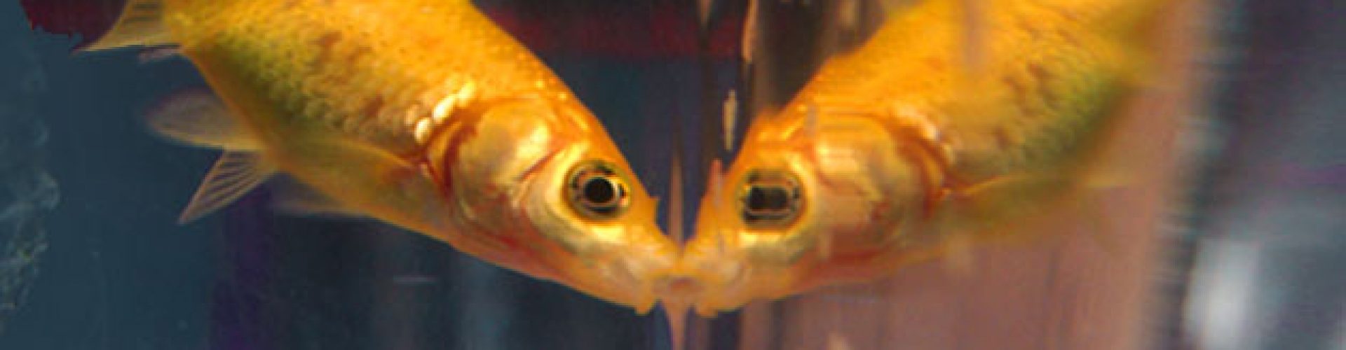 goldfish reflection