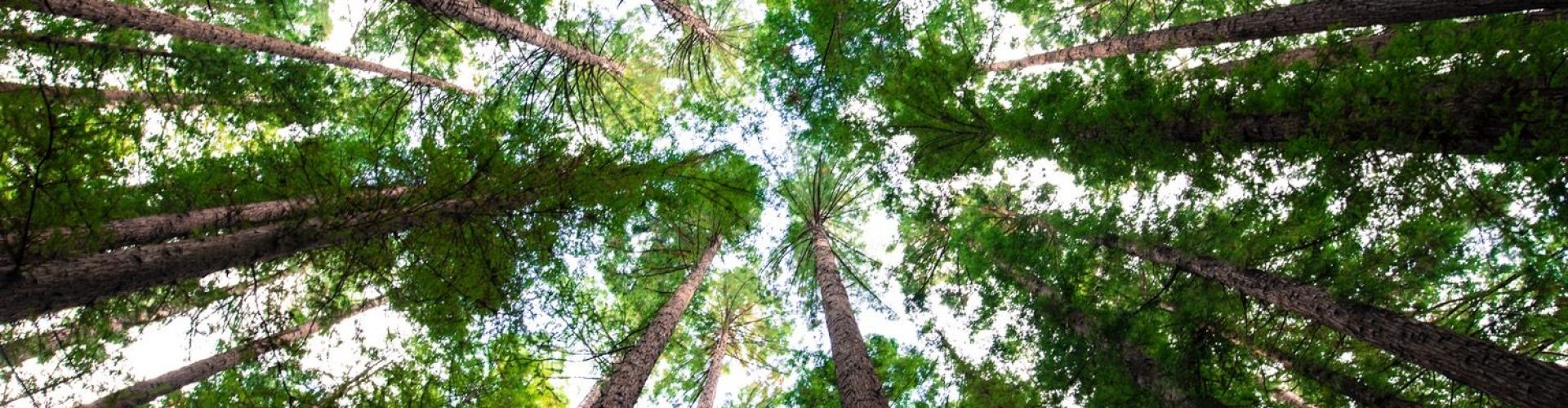 Looking up through trees